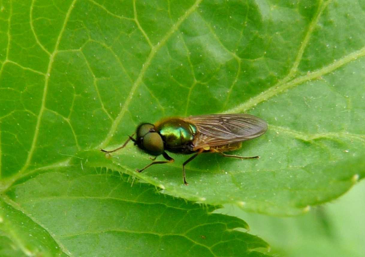 Chloromyia formosa